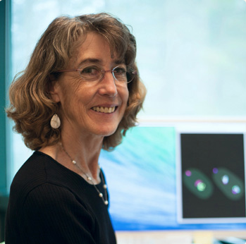 Dr. Susan Strome photo